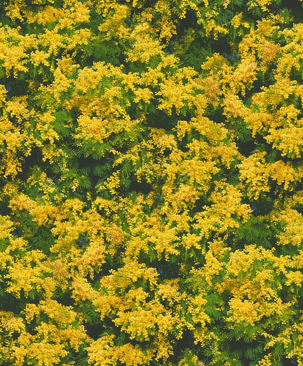 New PVC High Quality Wallpaper Nature Follower Design