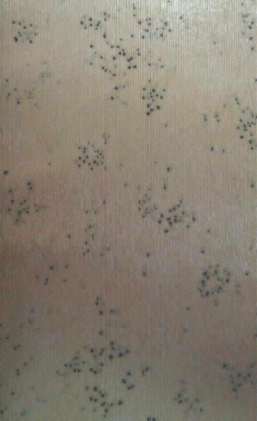 Non Woven Wallpaper Luxury Modern Wall Paper Factory Price Wall Covering for Home Decoration