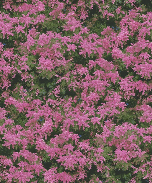 New PVC High Quality Wallpaper Nature Follower Design