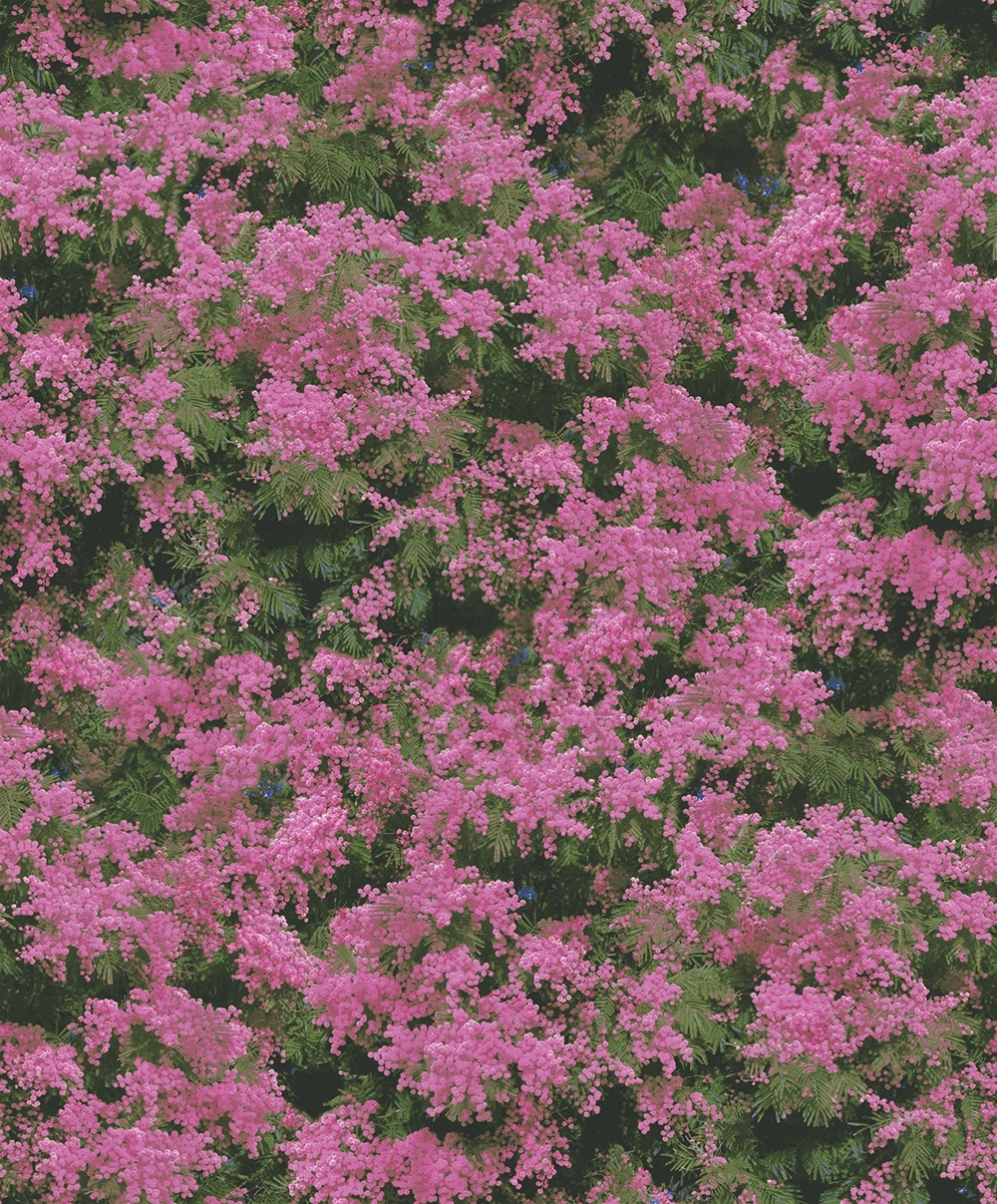 New PVC High Quality Wallpaper Nature Follower Design