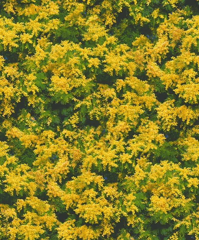 New PVC High Quality Wallpaper Nature Follower Design
